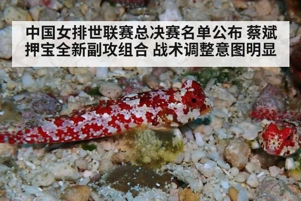 中国女排世联赛总决赛名单公布 蔡斌押宝全新副攻组合 战术调整意图明显 - kaiyun